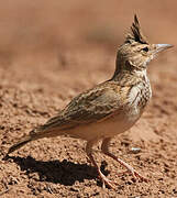 Crested Lark