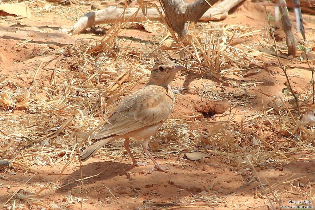 Cochevis huppéadulte