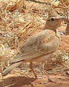 Crested Lark