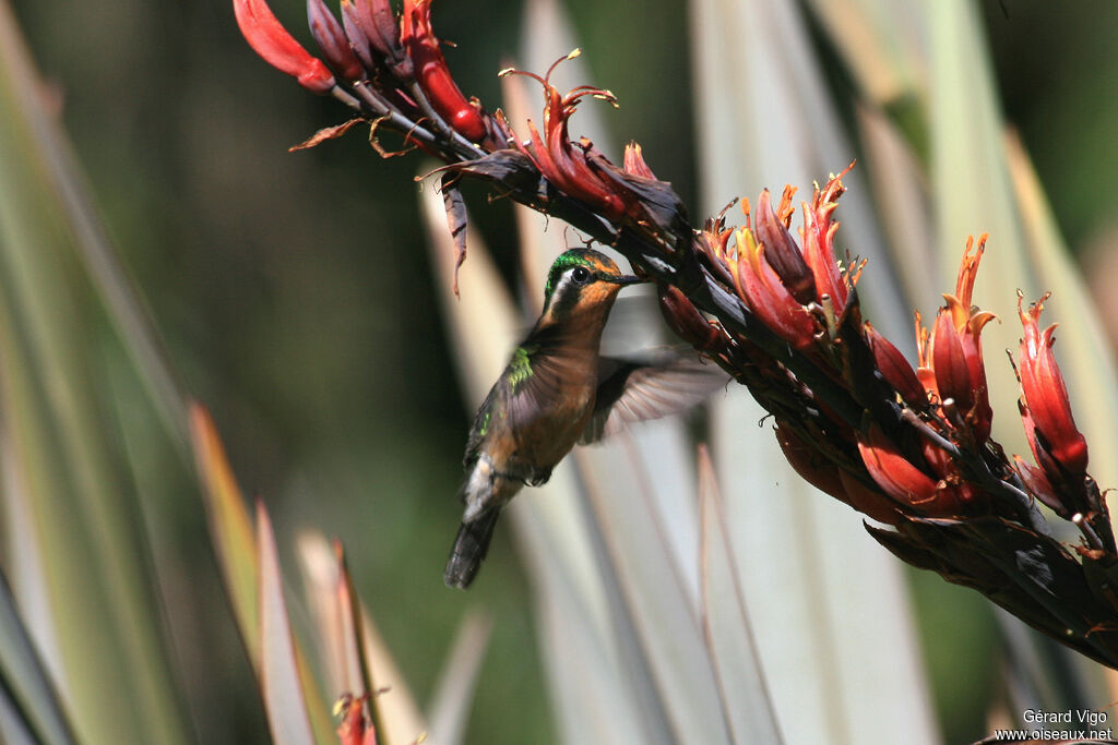 Colibri à gorge pourprée femelle adulte