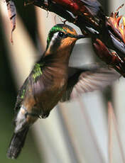 Colibri à gorge pourprée