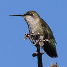 Colibri à gorge rubis