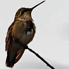 Colibri à gorge rubis