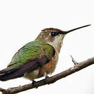 Colibri à gorge rubis