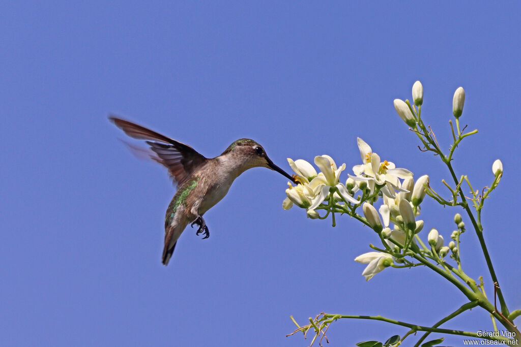 Colibri à gorge rubis