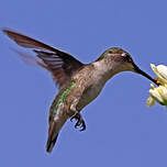 Colibri à gorge rubis
