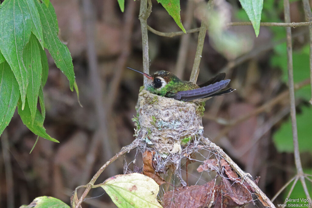 White-eared Hummingbird female, adult, nesting