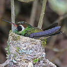 Colibri à oreilles blanches