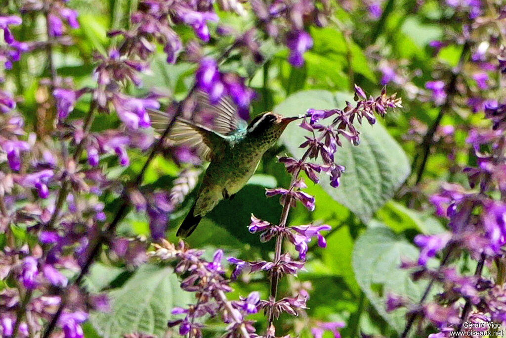 Colibri à oreilles blanches femelle, adulte