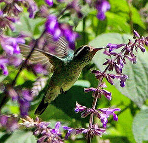 Colibri à oreilles blanches