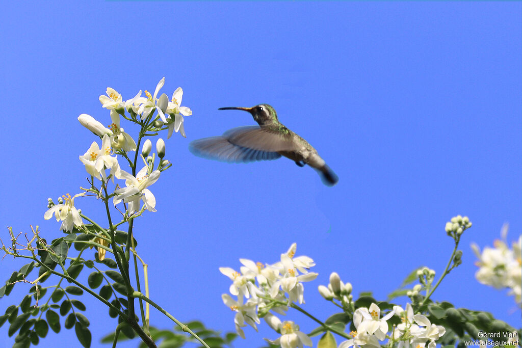 Colibri à oreilles blanches
