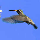 Colibri à oreilles blanches