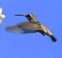 Colibri à oreilles blanches