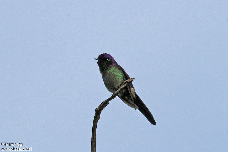 Purple-backed Thornbill male adult, identification