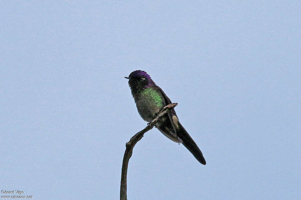 Colibri à petit bec mâle adulte, identification