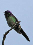 Purple-backed Thornbill