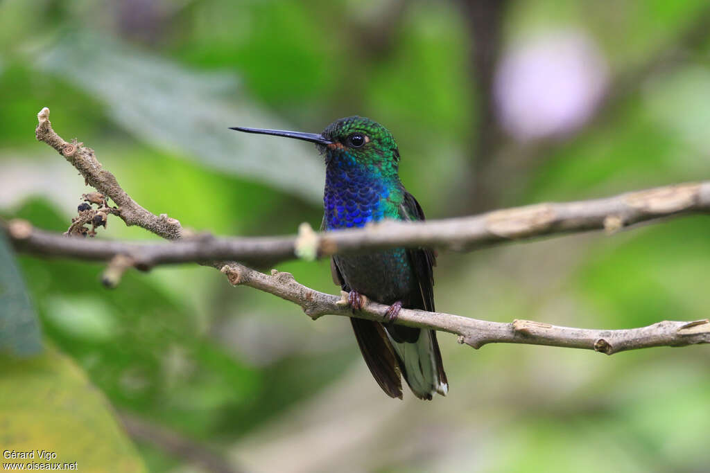 Green-backed Hillstaradult, identification