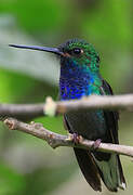 Green-backed Hillstar