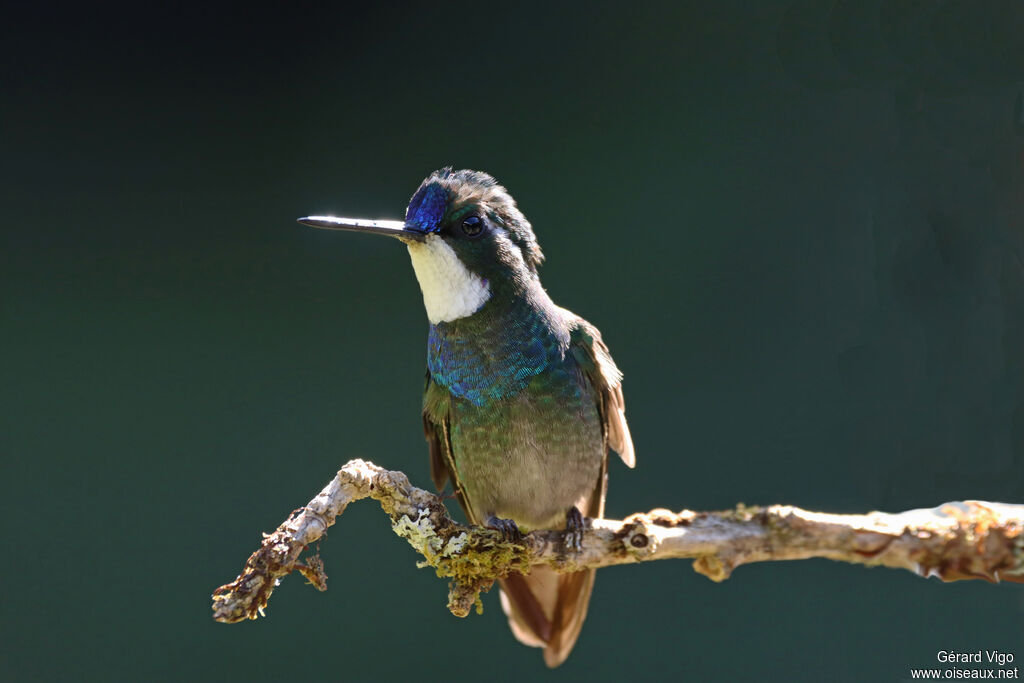 Colibri à queue grise mâle adulte