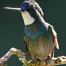 Colibri à queue grise