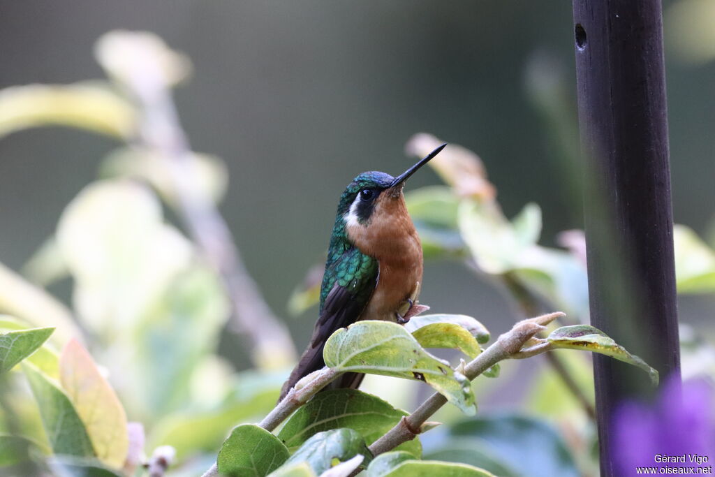 Colibri à queue grise femelle adulte