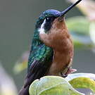 Colibri à queue grise