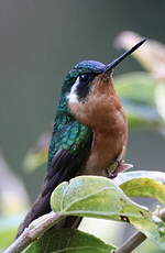 Colibri à queue grise