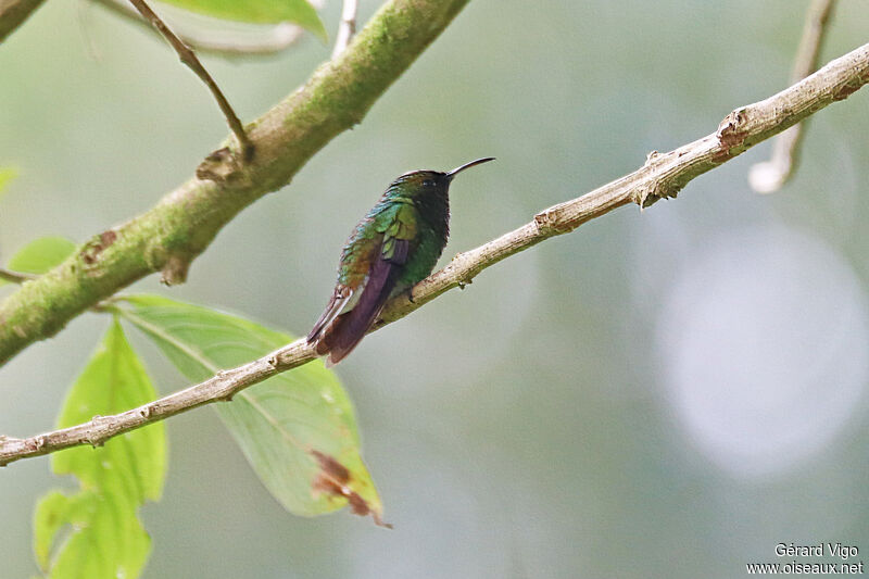 Coppery-headed Emerald male adult