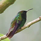 Colibri à tête cuivrée