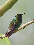 Coppery-headed Emerald