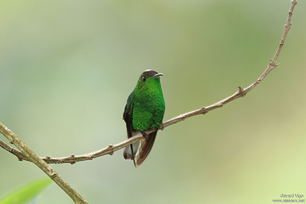 Colibri à tête cuivrée mâle adulte