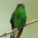 Colibri à tête cuivrée
