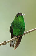 Coppery-headed Emerald