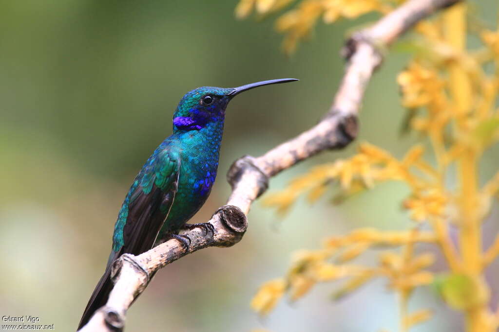 Sparkling Violetearadult, identification