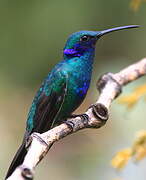 Sparkling Violetear