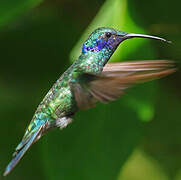 Sparkling Violetear