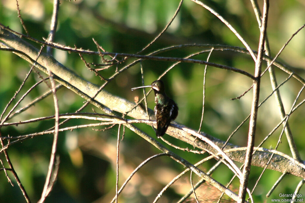 Long-billed Starthroatadult