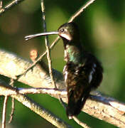 Long-billed Starthroat