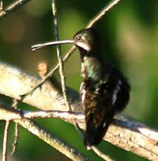 Colibri corinne