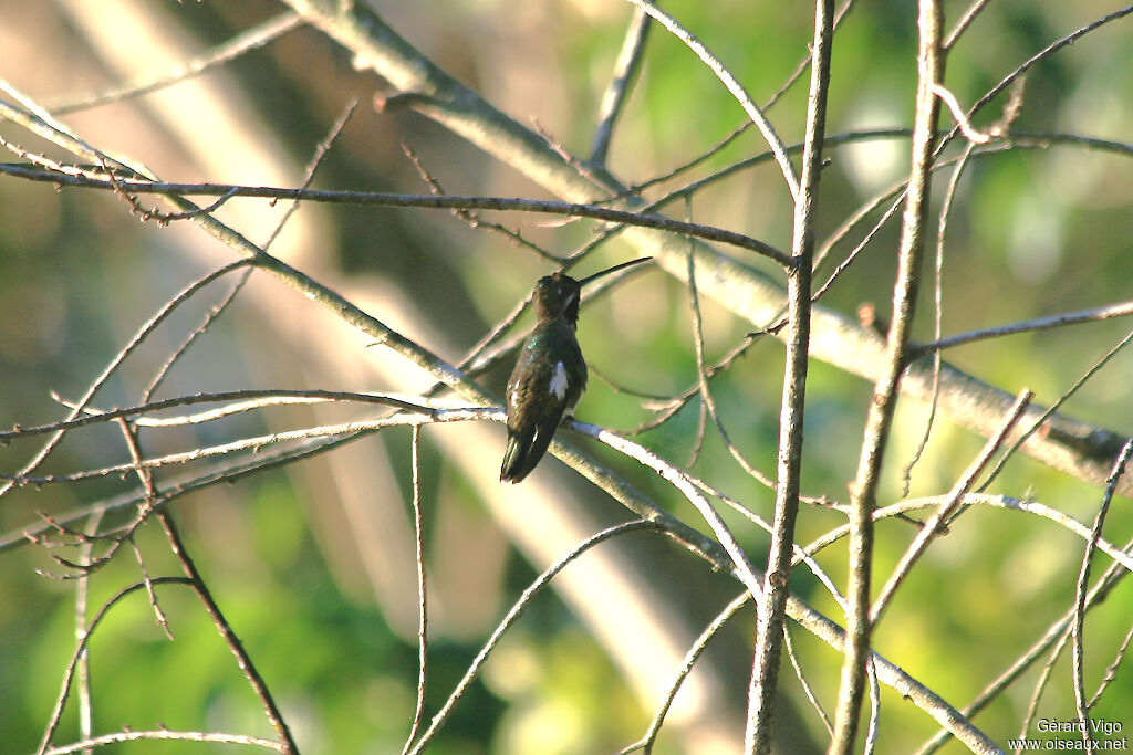 Long-billed Starthroatadult