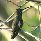 Colibri corinne