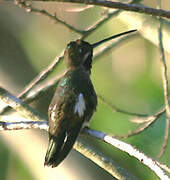 Long-billed Starthroat