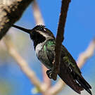 Colibri corinne