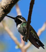 Long-billed Starthroat