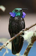 Lesser Violetear