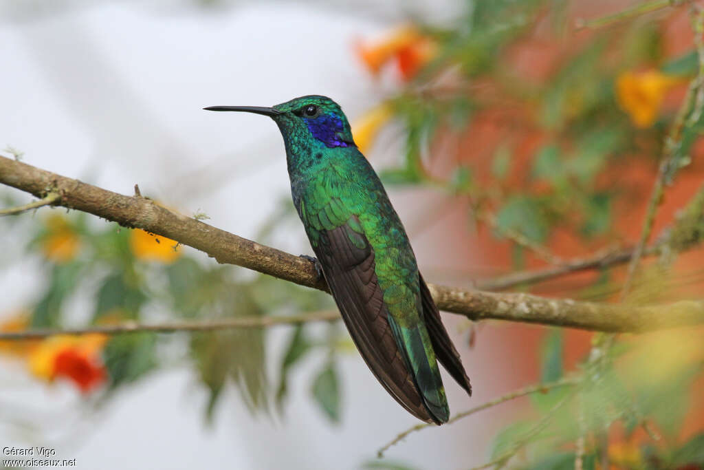 Colibri cyanoteadulte, identification