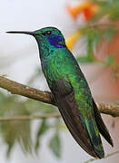 Lesser Violetear