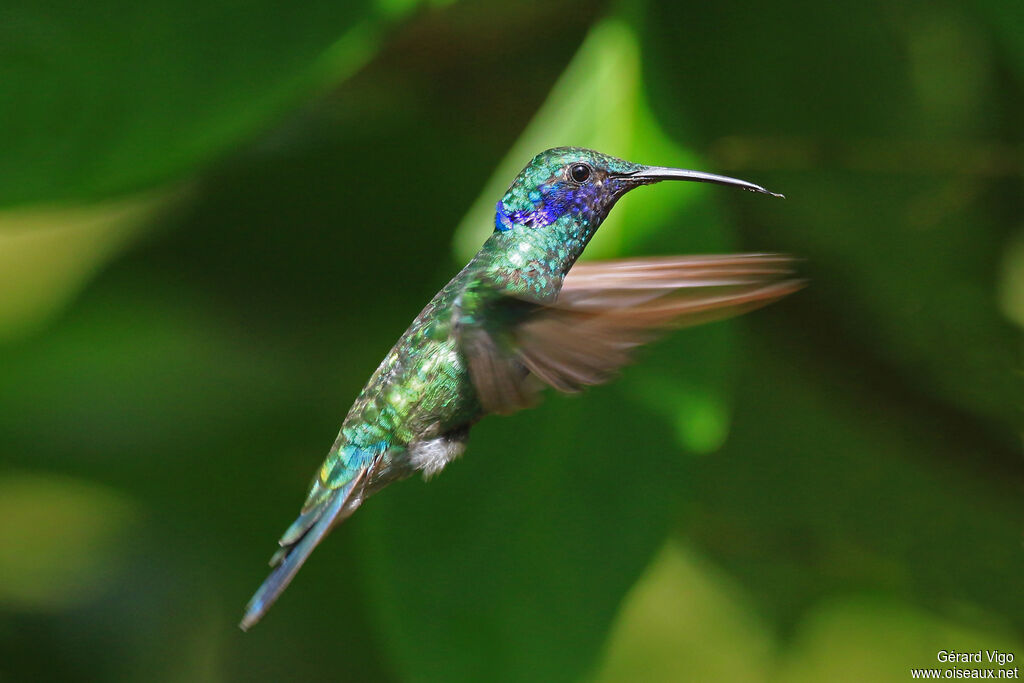 Colibri d'Anaïs adulte