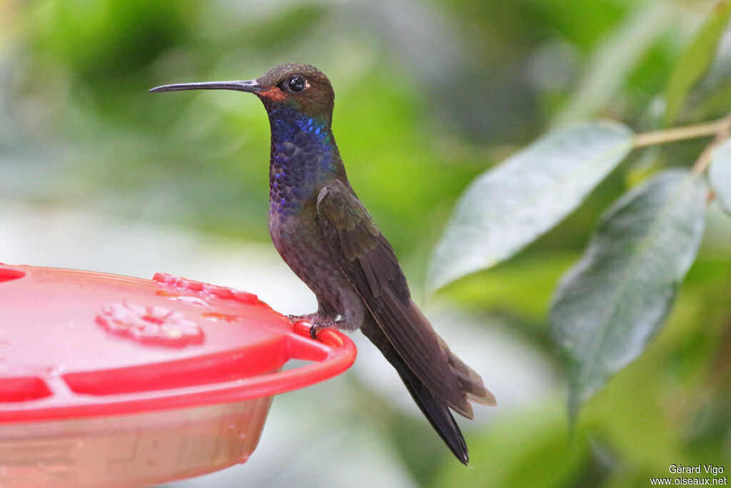 Colibri de Bougueradulte