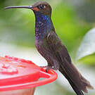 Colibri de Bouguer